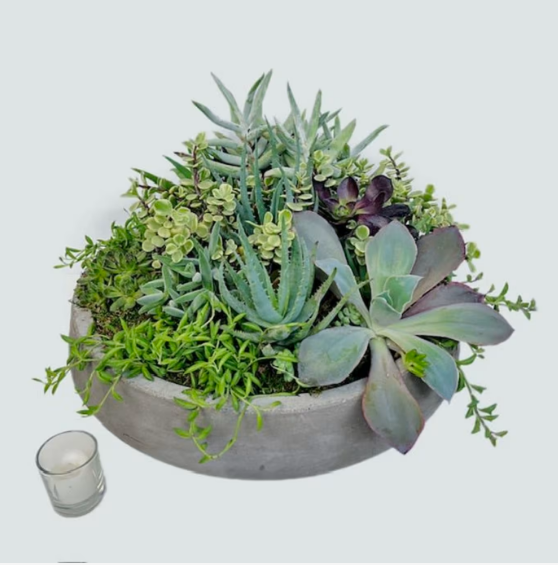 Mixed succulent garden arrangement in a concrete bowl with votive candle by PJ's Flowers Phoenix - Father's Day Flowers