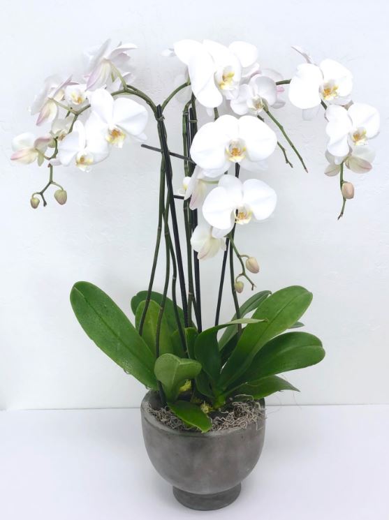 White orchid plants in Phoenix arranged in a stone ceramic pot